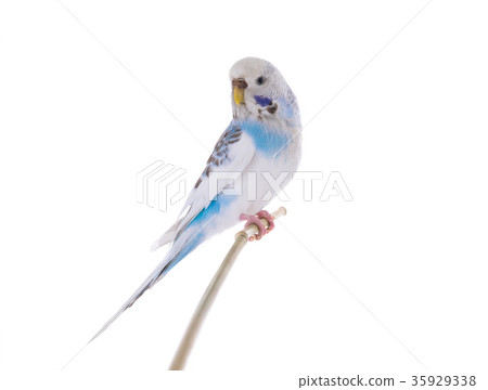 budgie 35929338