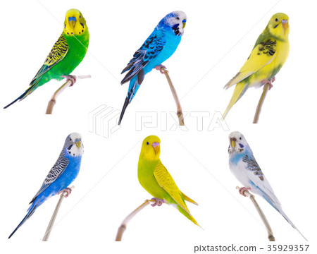 budgie budgie 35929357