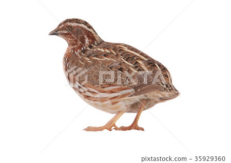 wild quail wild quail 35929360
