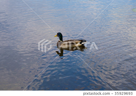 Drake with reflection, floating in the lake 35929693