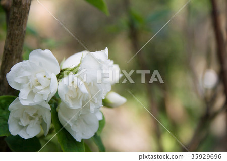 Beautiful jasmine flowers Beautiful jasmine flowers 35929696