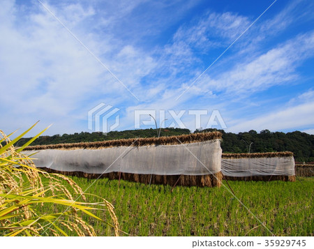 Agriculture · rice cultivation · seizure · inage · bird poping Agriculture · rice cultivation · seizure · inage · bird poping 35929745