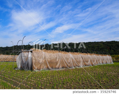 Agriculture · rice cultivation · seizure · inage · bird poping Agriculture · rice cultivation · seizure · inage · bird poping 35929746