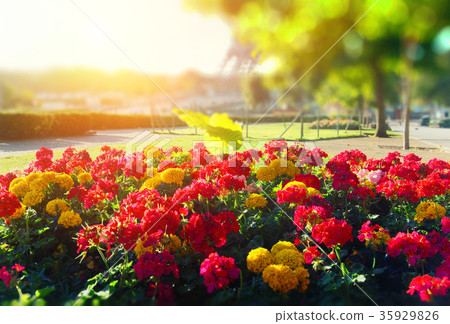 Bright flower bed Bright flower bed 35929826