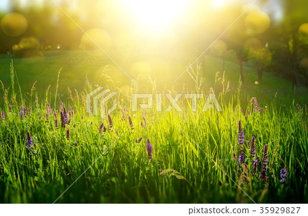 Abstract natural backgrounds 35929827