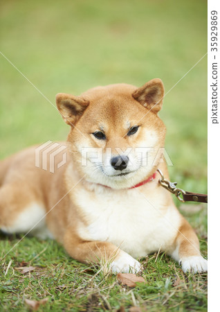 Shiba Inu 35929869