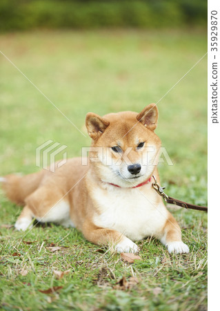 Shiba Inu 35929870