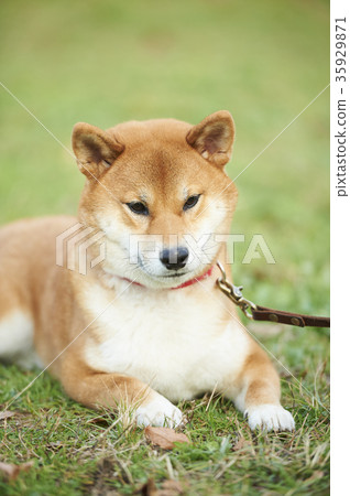 Shiba Inu 35929871