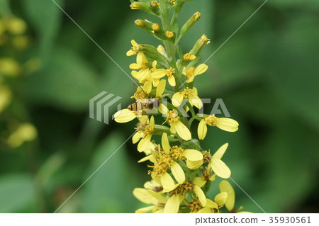 Himehiratabu吮吸Otakarakou的花蜜 Himehiratabu吮吸Otakarakou的花蜜 35930561