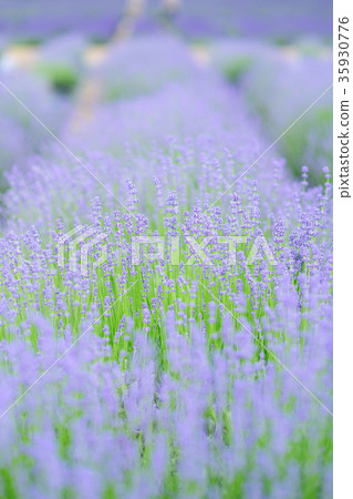 Early summer flower lavender Early summer flower lavender 35930776