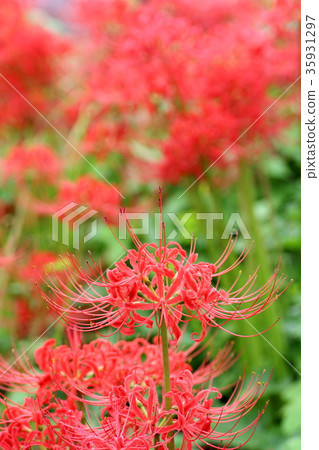 Cluster amaryllis Cluster amaryllis 35931297