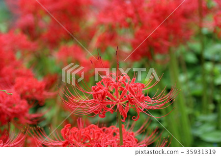 群集孤挺花 35931319