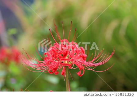 群集孤挺花 群集孤挺花 35931320