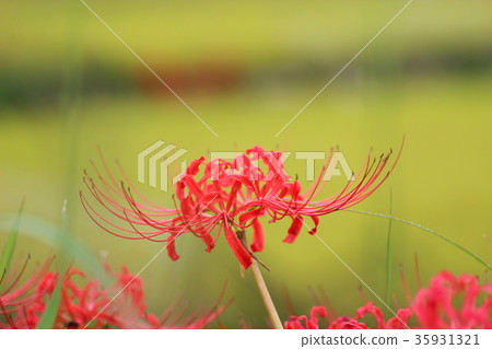 群集孤挺花 35931321