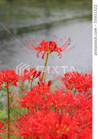 群集孤挺花 群集孤挺花 35931322