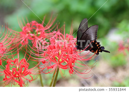 Higanki flowers and crows swallowtail Higanki flowers and crows swallowtail 35931844