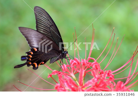 Higanki flowers and crows swallowtail Higanki flowers and crows swallowtail 35931846
