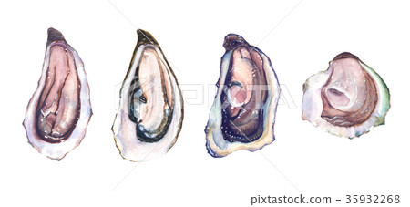 Set of four different oysters oyster 35932268