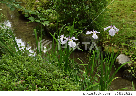 Heian Jingu Shrine Shrine iris Heian Jingu Shrine Shrine iris 35932622