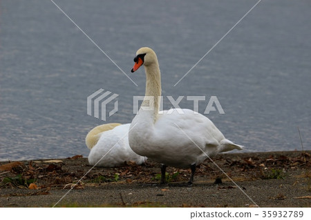 天鵝配對，洞爺湖 35932789