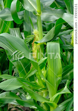 Corn Corn 35933131