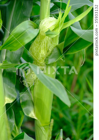 Corn Corn 35933132