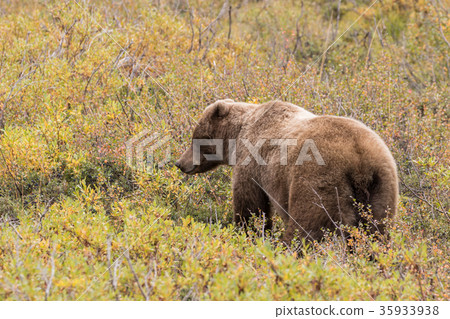 Grizzly Bear Grizzly Bear 35933938