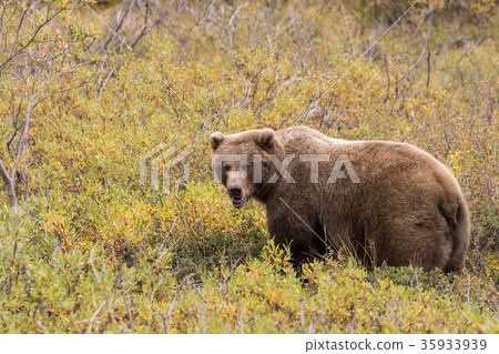 Grizzly Bear Grizzly Bear 35933939