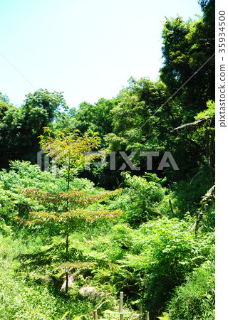 Koitashiro森林三浦市美aki町Kosaidai風景_8 Koitashiro森林三浦市美aki町Kosaidai風景_8 35934500