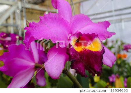 Jumbo pink orchid flowers with green leaf 35934693