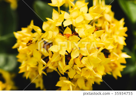 Yellow flower spike Rubiaceae Ixora coccinea Yellow flower spike Rubiaceae Ixora coccinea 35934755
