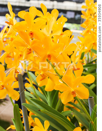 Group of Yellow orchid flowers with green leaf 35934908