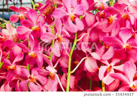 Macro Pink orchid flowers with green leaf 35934937