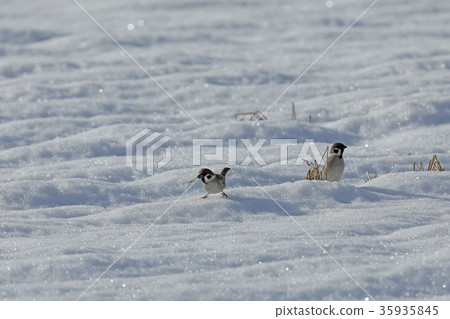 Sparrows on snow Sparrows on snow 35935845