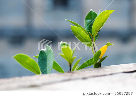 Plant on the wall Plant on the wall 35937297