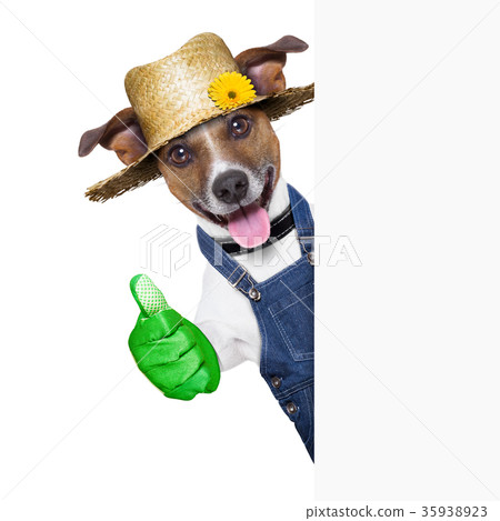 gardener dog gardener dog 35938923