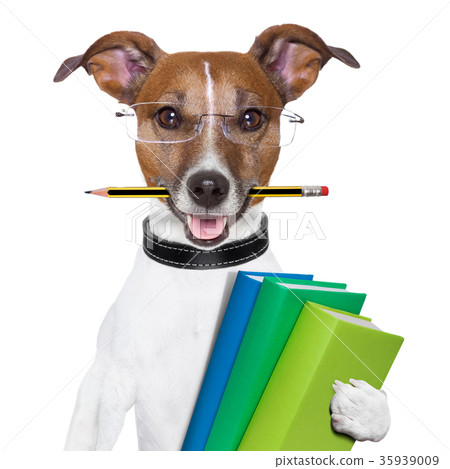 school dog school dog 35939009