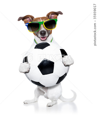 brazil  soccer  dog 35939017