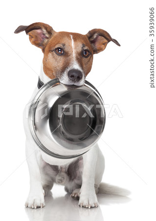 hungry dog food bowl hungry dog food bowl 35939066