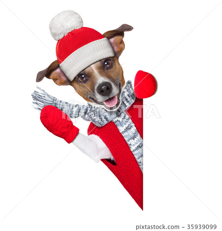 winter dog winter dog 35939099