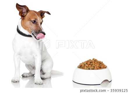 dog bowl hungry meal eat 35939125