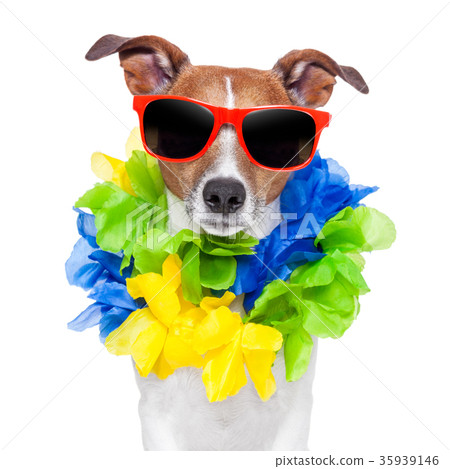 crazy sill dog 35939146