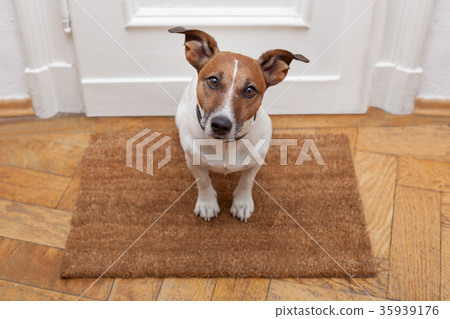 dog welcome home 35939176