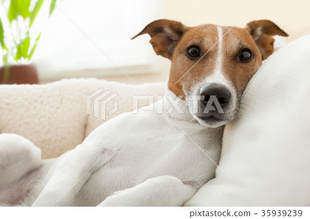 realxing dog realxing dog 35939239