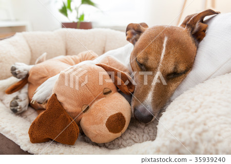cozy couple on sofa 35939240