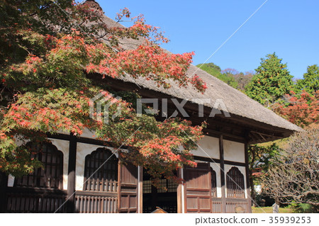 Autumn leaves in Kamakura Engakuji 35939253