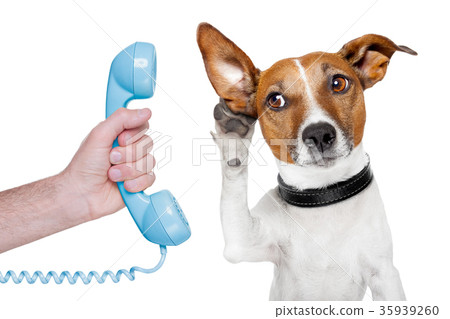 dog on the phone male hand 35939260