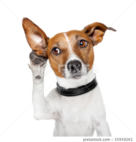 dog listening with big ear 35939261