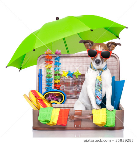 summer holiday dog 35939295