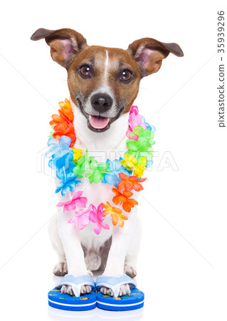 Dog on vacation Dog on vacation 35939296